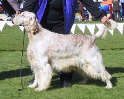 Veteran in Show