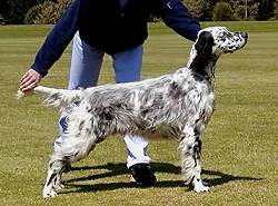 Puppy in Show