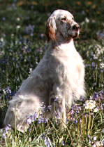 Sika