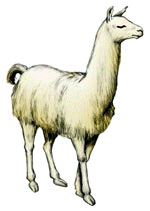 ::..  Llama   ..::