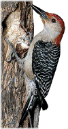carpin1.gif (31239 bytes)