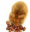 hamster.jpg (3688 bytes)