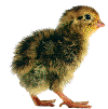 pollo.2.gif (37291 bytes)