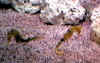 cabamar6.jpg (42924 bytes)