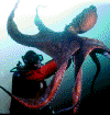 pulpo.4.gif (27298 bytes)