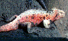 reptil8.gif (70925 bytes)