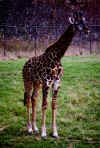 CANA0028.JPG (45818 bytes)