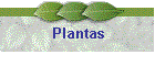 Plantas