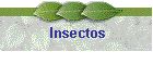 Insectos