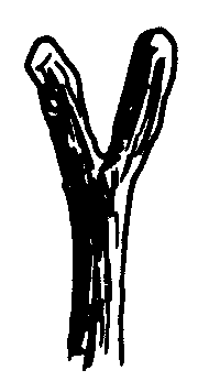 Vara