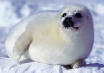 Foca
