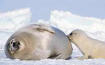 Foca