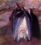 Morcego