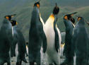 Pinguim