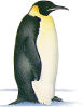 Pinguim