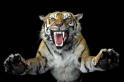 Tigre