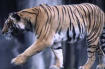 Tigre