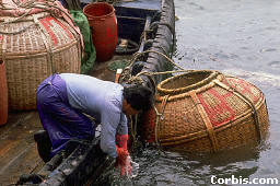 Woman Fishing In Pusan