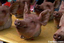 Pig Heads At Market