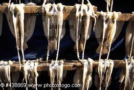 Dried Squid