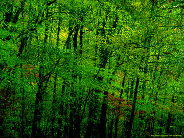 Eslonian preservation of nature