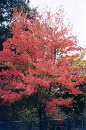 Orange Tree by Claire (Click for larger)