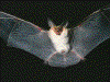 murcielago.gif (36648 bytes)