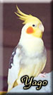 pied (bigar�)