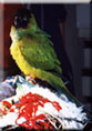 conure nanday