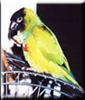 conure nanday