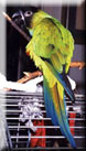 conure nanday