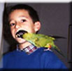 conure nanday