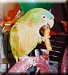 conure front bleu