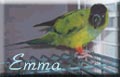 conure nanday