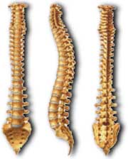 Columna vertebral