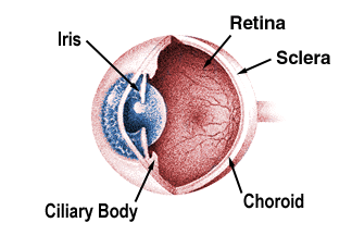  Uveitis espondilitis
