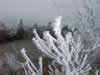 nevadas