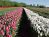 tulipanes