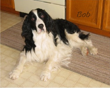 Bob