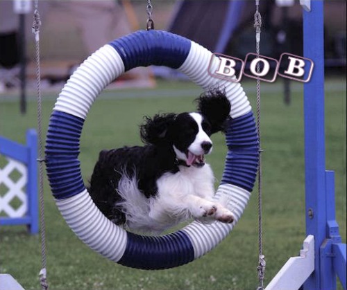 Bob