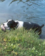 Bob making his way to shore