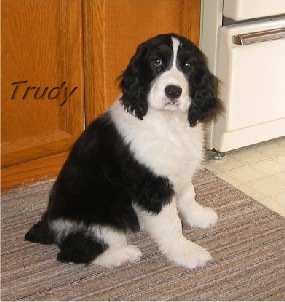 Trudy