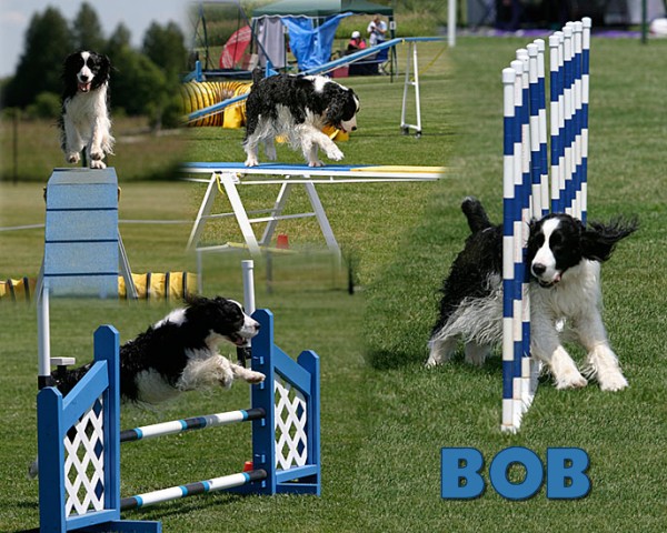 Bob