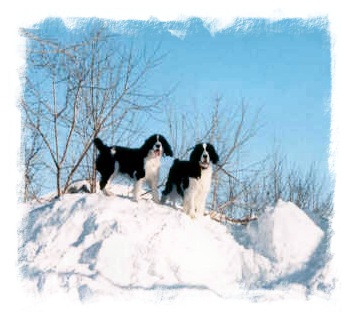 Bob and Trudy