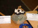 Obedience trophies