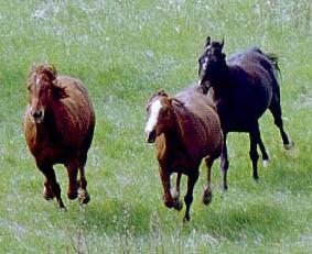Galloping horses