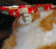 Christmas, Bollie