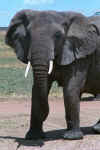 0250 Elefant n�re.jpg (304382 bytes)