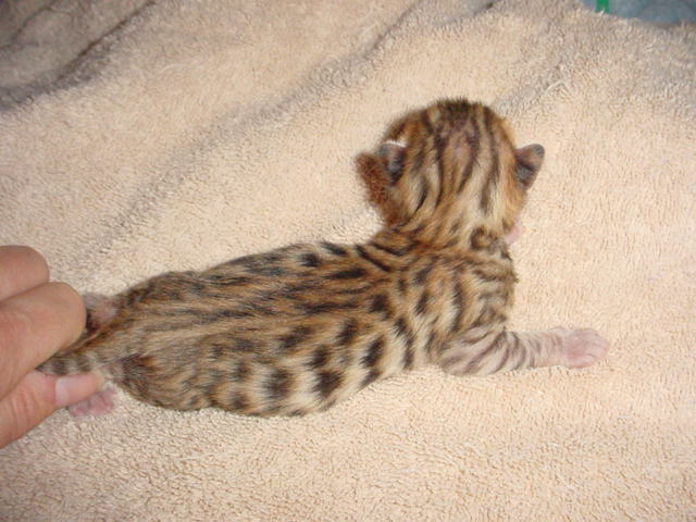 Boy 2