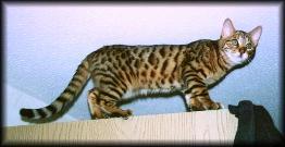World Wide Bengal Cat Ring Logo